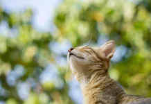 Complete Daily Pet Care Routine for a Healthy and Happy Pet