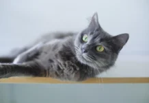 How to Understand Your Pet’s Behavior and Build a Better Bond