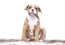 Most Common Pet Diseases Every Owner Should Know About