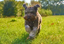 Warning Signs Your Pet May Be Sick and Needs Medical Attention