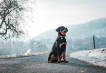 Easy Grooming Tips to Keep Your Pet Clean and Healthy