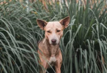 Importance of Hygiene in Pet Care and How to Maintain It