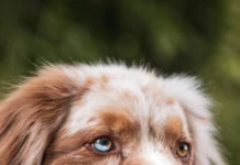 Best Healthy Foods for Pets to Keep Them Strong and Active