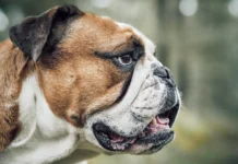 Homemade vs Store-Bought Pet Food – Which Is Better for Your Pet?