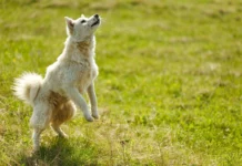 Common Pet Behavior Problems and Simple Ways to Fix Them